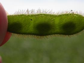 Soybean20Pod01.jpg